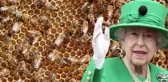 Kraliçe Elizabeth'in ölümü kraliyete bal yapan arılara da söylendi! Nedeni de olay kadar ilginç