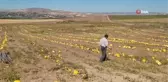 Kuruyemişten kozmetiğe geniş bir kullanım alanına sahip olan kabak çekirdeğinin hasadı başladı