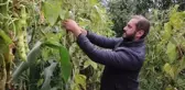 Samsun gündem haberi... Samsun'un Nebiyan fasulyesi pazara inmeden tarladan satılıyor