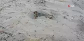 Kaplumbağaların varlığı deniz suyunun temiz olduğunu gösteriyor