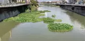 Asi Nehri'ni yeniden su sümbülleri kaplamaya başladı