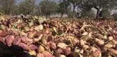 DİYARBAKIR - Fıstık hasadı başladı