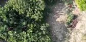 Büyükşehir devreye girdi, üreticilerin yüzü güldü