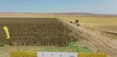 Bakanlar Varank ve Kirişci, yerli ve milli imkanlarla geliştirilen ayçiçeğinin hasadını yaptı (2)
