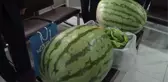 Batmanlı çiftçinin yetiştirdiği 53 kilo 300 gramlık karpuz fuarda sergilenecek