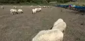 Sinop yerel haberleri: Sinop'ta aç kalan köpekler koyunları telef etti