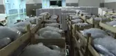 Balık haline gelen 5 bin kasa palamut bir saatte tükendi
