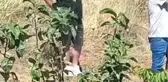 Son dakika haberi! Hafif ticari araçla çarpışan otomobil şarampole yuvarlandı: 1 ölü, 2 yaralı