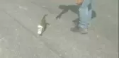 Kafası ayran kutusuna sıkışan yavru kedi böyle kurtarıldı
