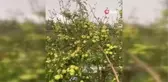 Niğde haberleri... Niğde'de dolu yağışı elmalara zarar verdi