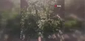 Muğla yerel: Milas'ta uyuşturucu operasyonunda yakalanan yaşlı çift: 