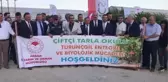 Narenciye alanlarına faydalı böcek salındı