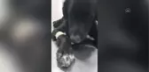 ZONGULDAK - Öğrencilerin çöp konteynerinde bulduğu köpek tedaviye alındı