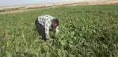 Kars yerel haberi... Kars'ta Pancar Üreticileri Yükselen Üretim Maliyetinden Yakınıyor