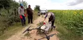 KIRKLARELİ - Trakya'da çayır tırtılının ayçiçeğine zararı erken müdahaleyle önlendi