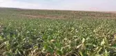 Şekerpancarı Fiyatı Bir Yılda Üç Defa Yenilendi Ama Maliyeti Kurtaramayan Üreticiler, 