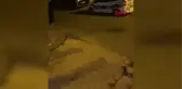 ÜSKÜDAR'DA PİTBULL DEHŞETİ, 4 KEZ AMELİYAT EDİLDİ, BACAĞINI KAYBETME RİSKİ VAR