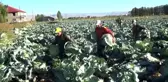 Muş ekonomi haberi... Muş'ta lahana hasadına başlandı