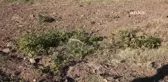 Malatyalı Çiftçinin Yem Deposunu Yakıp Ağaçlarını Kestiler