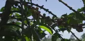 Kenya'da Uluslararası Kahve Günü