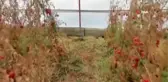 11 gündür kayıp olan yaşlı çiftçi evine 400 metre uzaklıkta serada ölü olarak bulundu