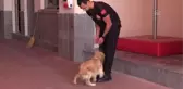 Son dakika haber | İtfaiyecilerin sahiplendiği köpek personelin yanından ayrılmıyor