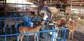 Üniversiteden mezun olup döndüğü köyünde süt çiftliği kurduGünde 250 litre süt üretip müşterilerine kapı kapı dağıttırıyor