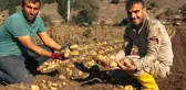 Patateste 40 bin tona yakın rekolte bekleniyor