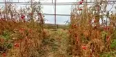 Son dakika haberi | Serada cansız bedeni bulunan çiftçinin şüpheli ölümünde 3. kez gözaltına alınan şüpheli tutuklandı