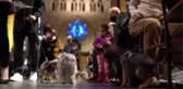 Evcil hayvan sahipleri Manhattan'daki 'Blessing of the Animals' etkinliğine katıldı