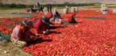 Malatya ekonomi haberleri: Avrupa'nın kuru domatesi Malatya'dan