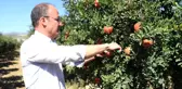 Denizli yerel haberi | Pamukkale Belediyesi'nden nar ve ayva için coğrafi işaret atılımı