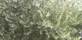 Kilis haber... Kilis'te erken zeytin hasadı ile soğuk sıkım zeytinyağı üretimi de başladı