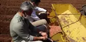 Muğla haberleri... Marmaris'in Yer Fıstığı Coğrafi İşaret Aldı