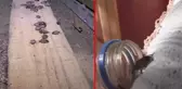 Bir ilimizi alarma geçiren olay! Evleri bile istila etmeye başlayan böcek hakkında valilikten açıklama geldi
