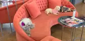 KÖPEK HAVLAMASINDAN RAHATSIZ OLDUĞU GEREKÇESİYLE HAYVANSEVER KADINI DARBETTİ