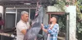 Balıkçının ağına 1.90 boyunda 75 kiloluk dev yayın balığı takıldı