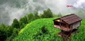BİYOSFER REZERV ALANINI İSTİLA EDEN BÖCEKLER EVLERE DE GİRİYOR
