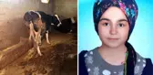15 yaşındaki Nursel'in acı sonu! Süt sağmaya gittiği ahırda feci şekilde can verdi