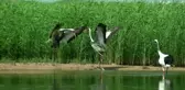 Çin'in Sazlı Bataklık Olan En Büyük Sulak Alanının Çarpıcı Görüntüsü