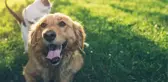 Trabzon'da sahipli köpekler için alınan karara hayvanseverlerden tepki