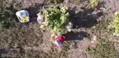 Atıl arazi genç çiftçi ile tarıma kazandırıldı, her bir ağacı 25-30 kilo meyve veriyor