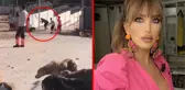 Ünlü isimler, kürekle köpeklere yapılan işkenceye öfke kustu! Seren Serengil, Cumhurbaşkanı Erdoğan'dan yardım istedi
