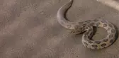 Rüyasında yılanlar tarafından ısırıldığını gören çiftçi falcıya koştu! Aldığı tavsiye hayatını zindan etti