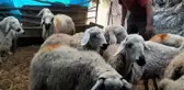 Koca köy diken üstünde! Gece ahıra dalan gizemli yaratık koyunları yedi