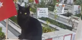 Kahramanmaraş'ın vatansever kedisi! Türk bayrağına karşı hareketine beğeni yağdı