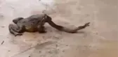 Yılanın yem olmadan önce son yaptığı hareket tüyleri ürpertti