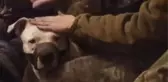 Rusya ile Ukrayna arasındaki ilginç takas! Son esir değişiminde pitbull da yer aldı