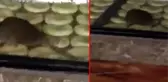 Ürünlerin üzerinde kocaman fare gezdi! İş yeri sahibinin açıklaması olaydan daha skandal