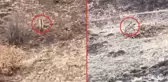 Nesli tükenme tehlikesi altındaki çizgili sırtlan Elazığ'da bir çoban tarafından görüntülendi